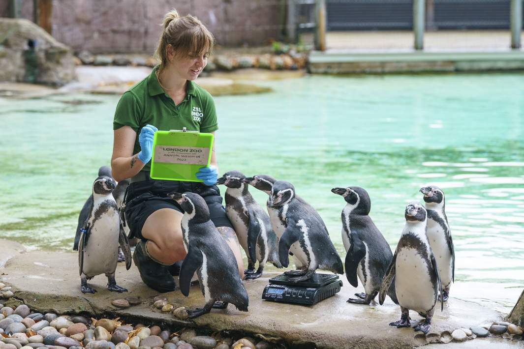 смотритель зоопарка Джессика Рэй взвешивает пингвина Гумбольдта