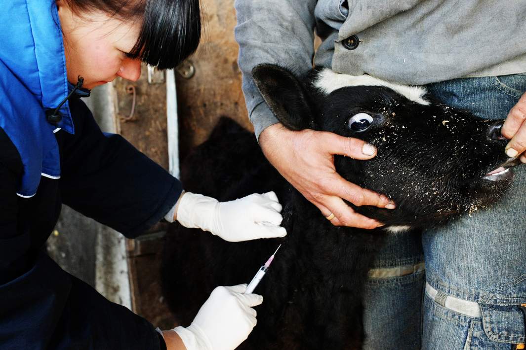 Сотрудник ветеринарной службы проводит вакцинацию скота