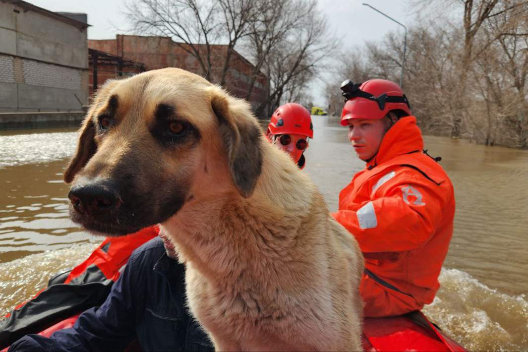 спасатели спасают собаку