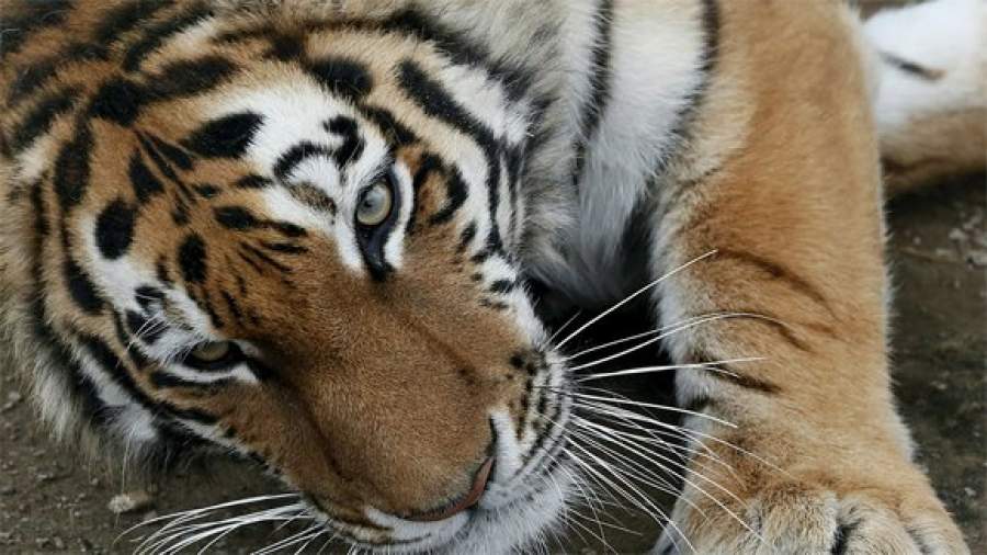 WWF направит более 58 млн рублей на сохранение природы в Приморье