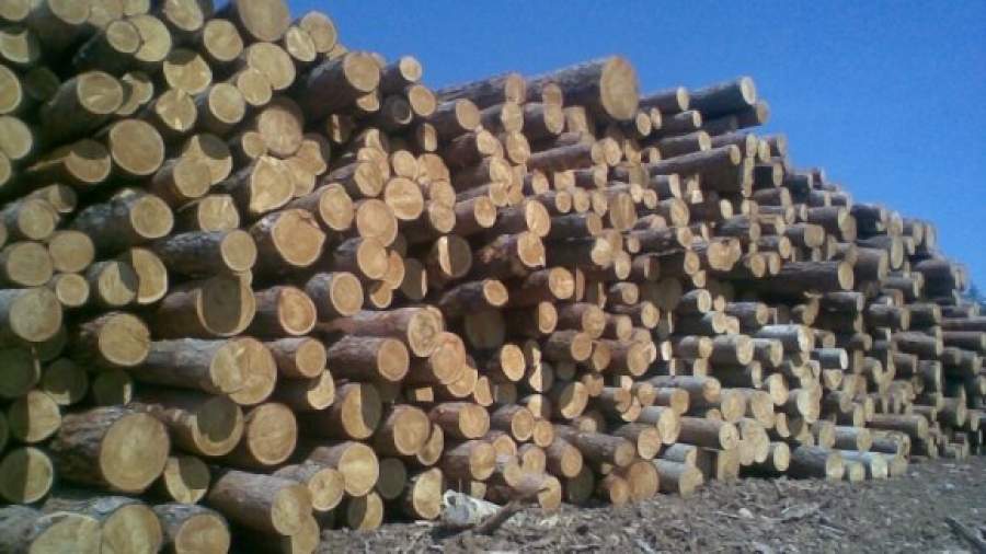 В правительстве хотят ограничить экспорт необработанного леса