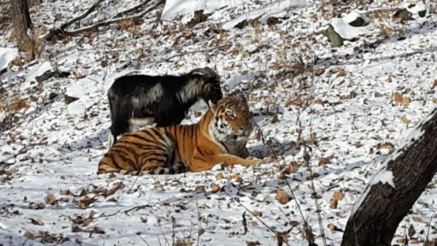 WWF: дружба тигра с козлом закончится, когда хищник проголодается