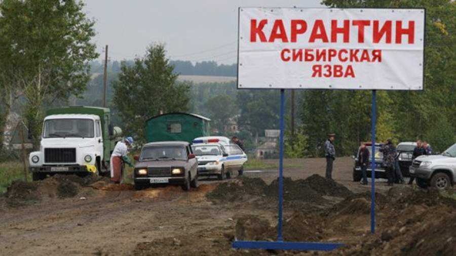 Массовой эпидемии сибирской язвы в масштабах России не будет