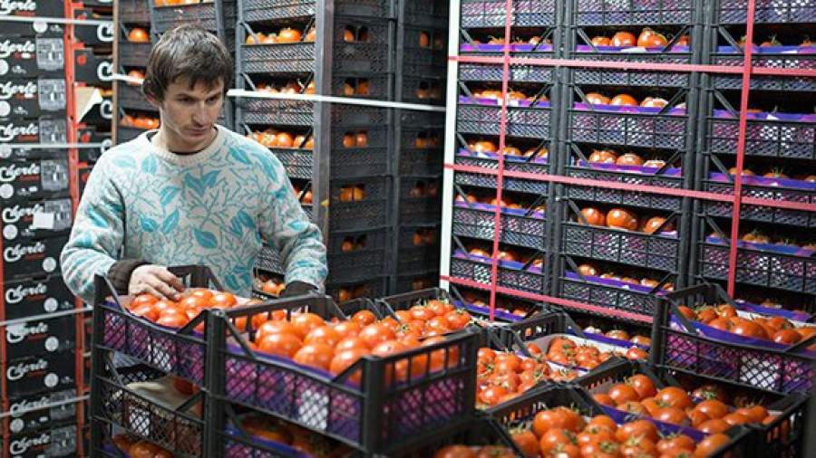 Российские помидоры заменяют турецкие