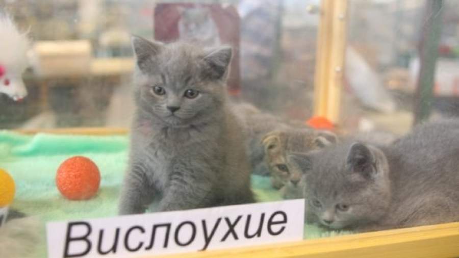 Московский Птичий рынок останется на прежнем месте