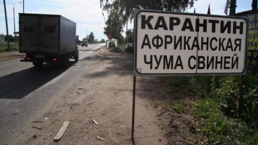 Африканская чума свиней доведет до уголовного дела