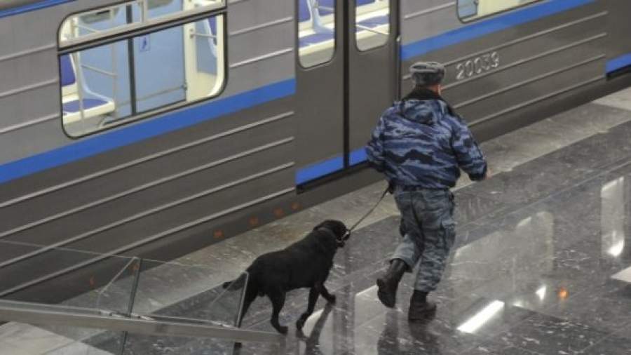 В Солнцево будут тренировать собак для метро