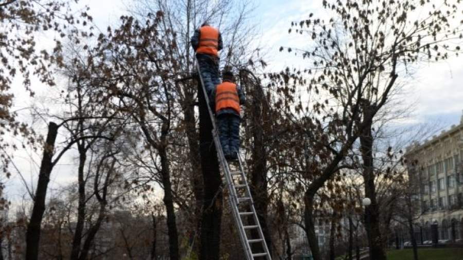 В Москве посчитают все деревья