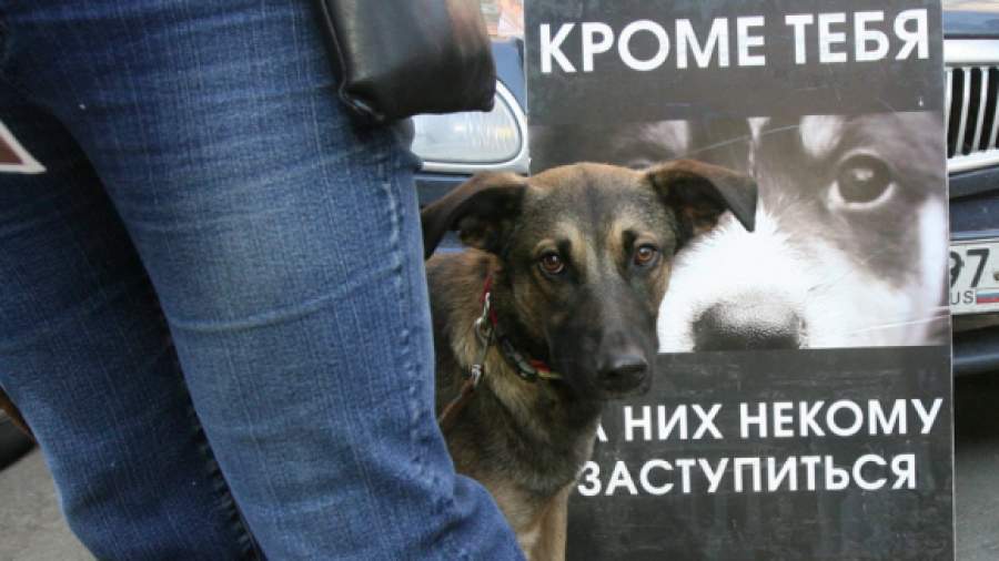 Сторонников убийц животных наградят антипремией