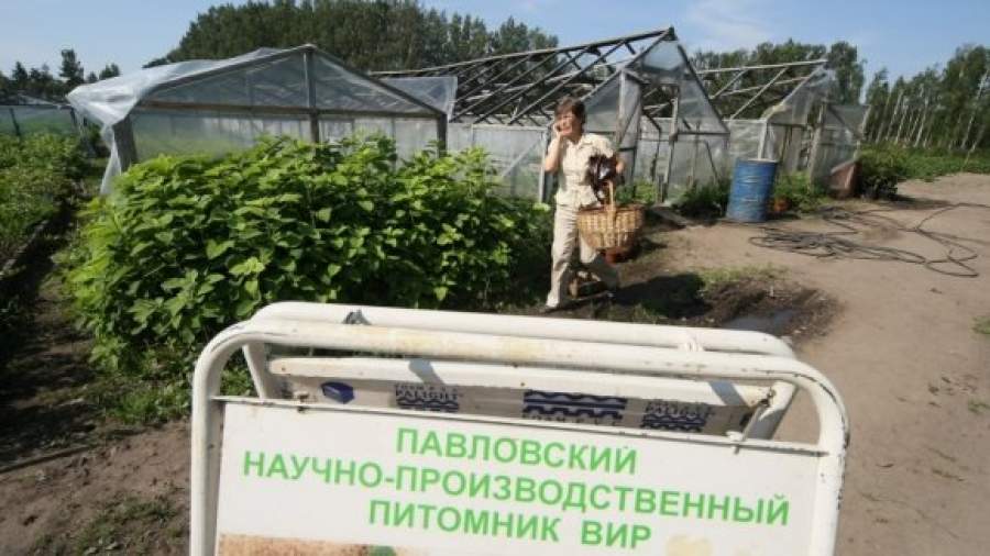 Вавиловскую коллекцию хотят перенести