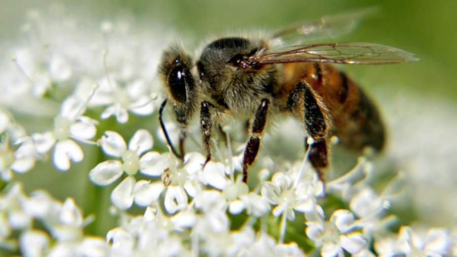 Среднерусская пчела - 92 фото