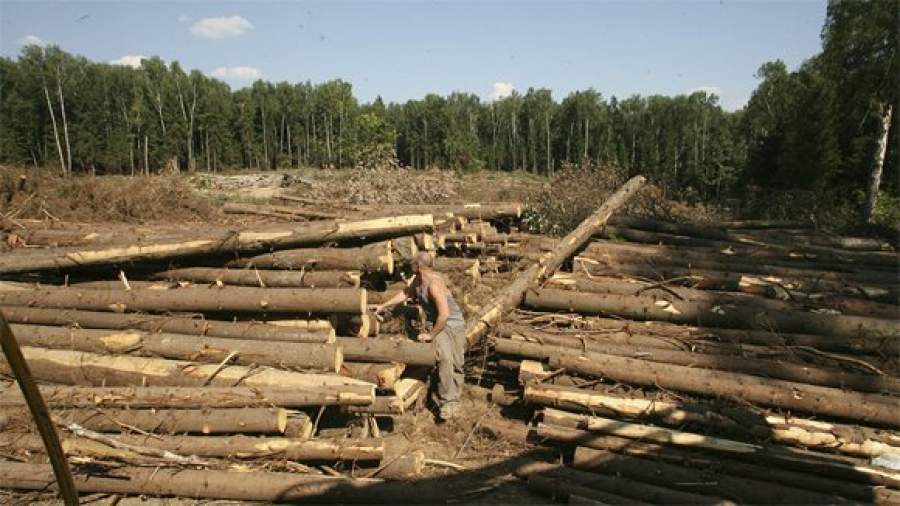 Штраф недобросовестным лесозаготовителям предлагают увеличить в 30 раз