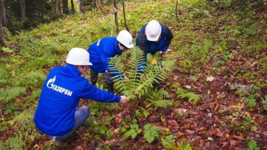 Олимпийские газопроводы наткнулись на заповедные леса