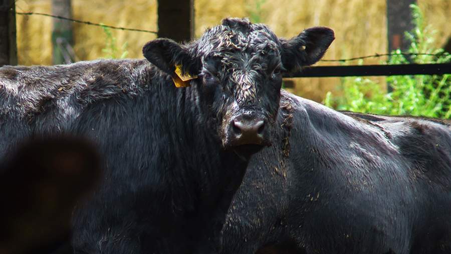 Рост продаж спермы крупного рогатого скота с упором на эффективность производства