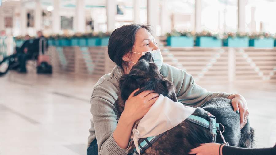 Пес в помощь: как четвероногие терапевты помогают бороться с аэрофобией ...