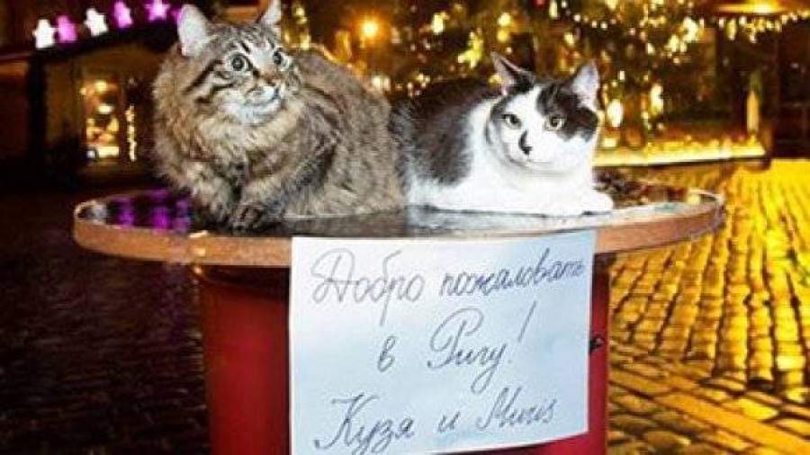 Фото рижских котов Кузи и Муриса взорвали интернет