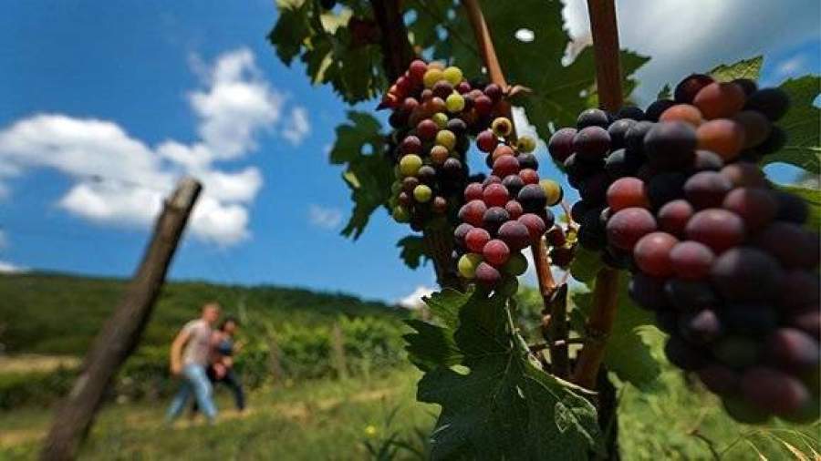 Россиян приучат к крымским винам
