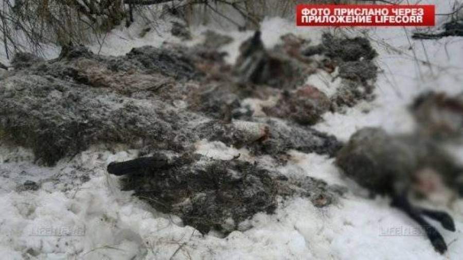 Десятки мертвых овец обнаружены на обочине дороги в Подмосковье