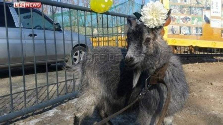 Козла Тимура выписали из лазарета и познакомили с козой Манькой