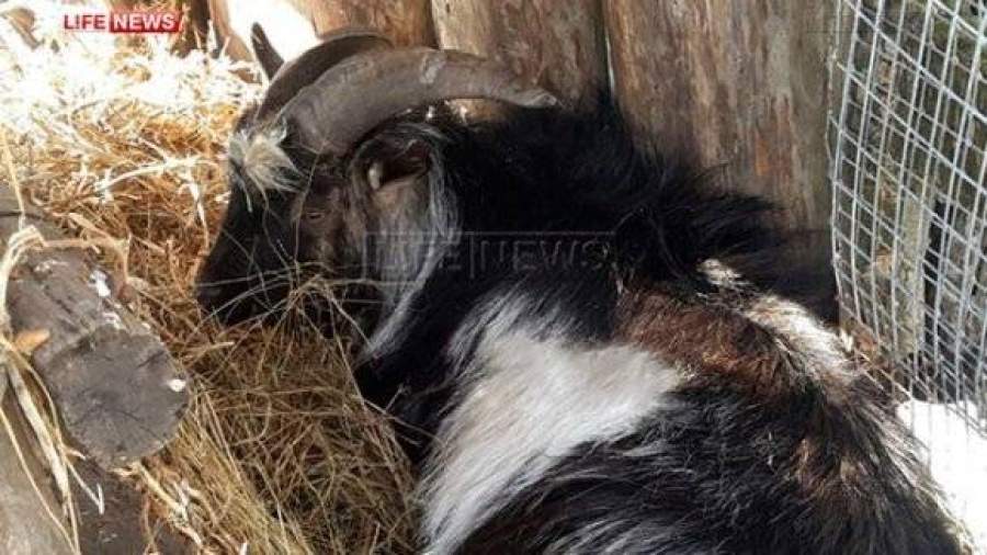 Козла отселили от Амура из-за эструса у тигрицы в соседней клетке