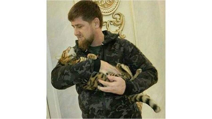 Кадыров через Instagram ищет свою кошку, «похожую на тигренка»