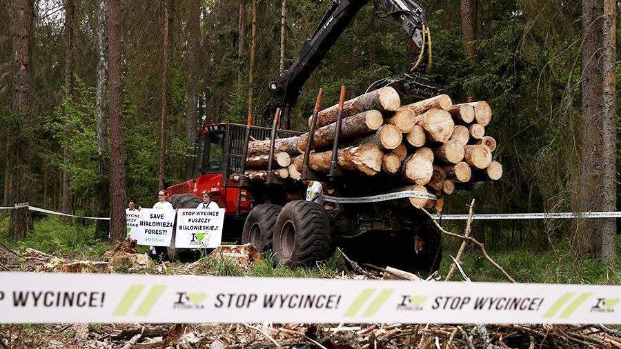 Польша продолжает вырубку деревьев в Беловежской пуще, невзирая на решение суда ЕС