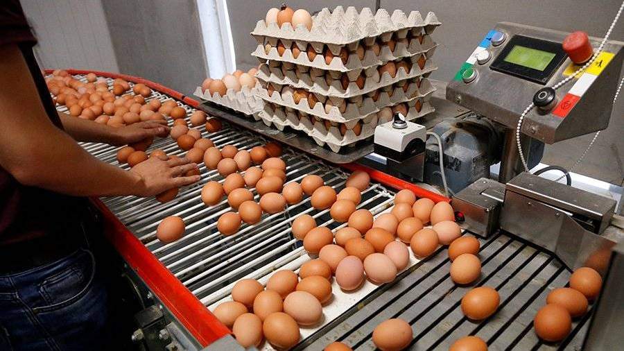 В Англию были импортированы 700 тыс. яиц, содержавших фипронил