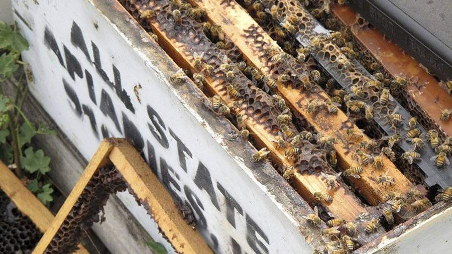 Что такое бортевой мёд и почему это самый полезный и по-настоящему натуральный мёд