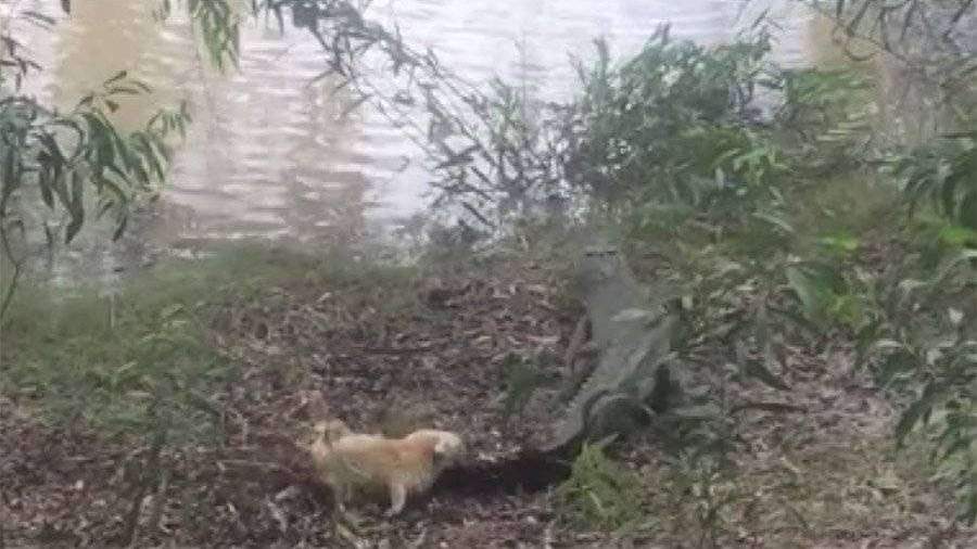 охота крокодила на собаку