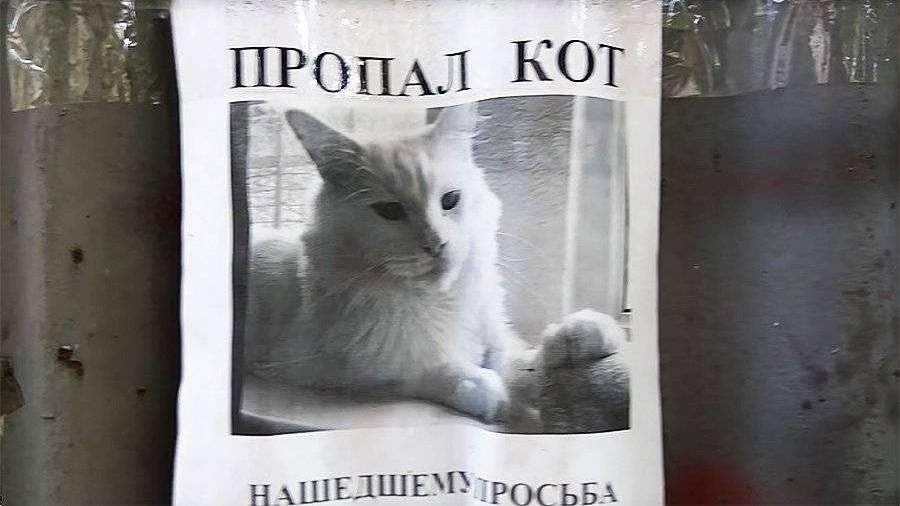 Пропала кошка