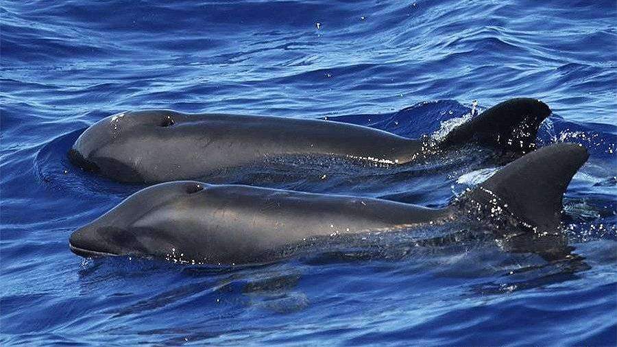 У берегов Гавайев обнаружили гибридного дельфина
