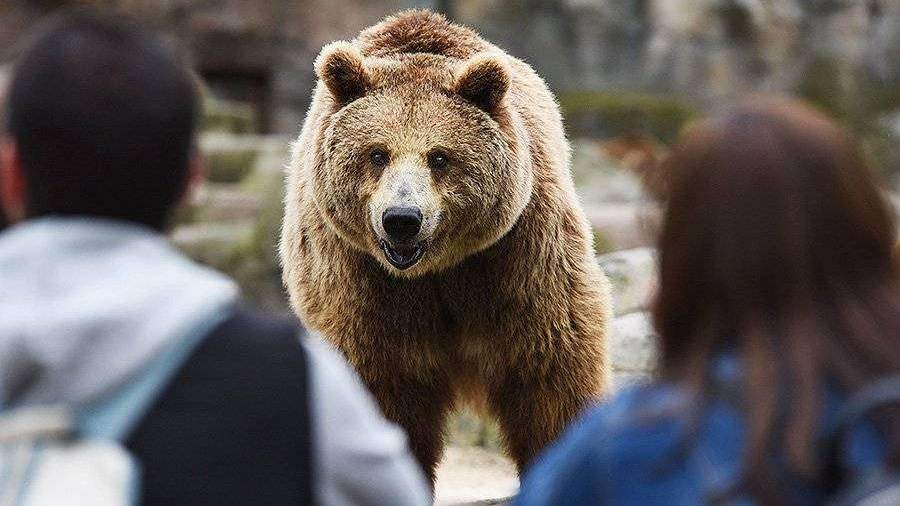На Сахалине медведь растерзал парня с девушкой и несколько дней питался их телами