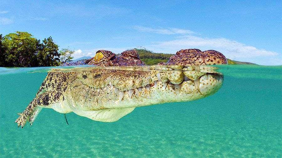 Самый большой крокодил, гребнистый крокодил, морской крокодил