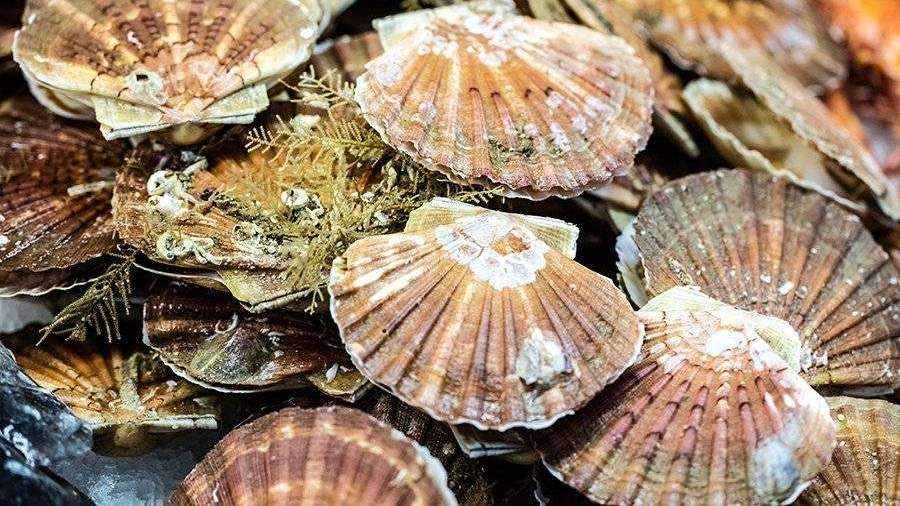 Гребешки морские как выглядят в природе фото