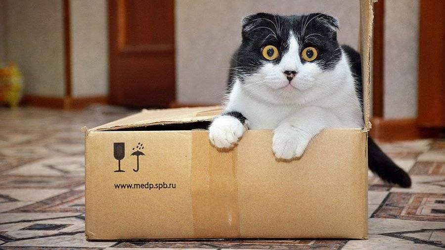 Ученые выяснили, почему кошки любят сидеть в воображаемых коробках