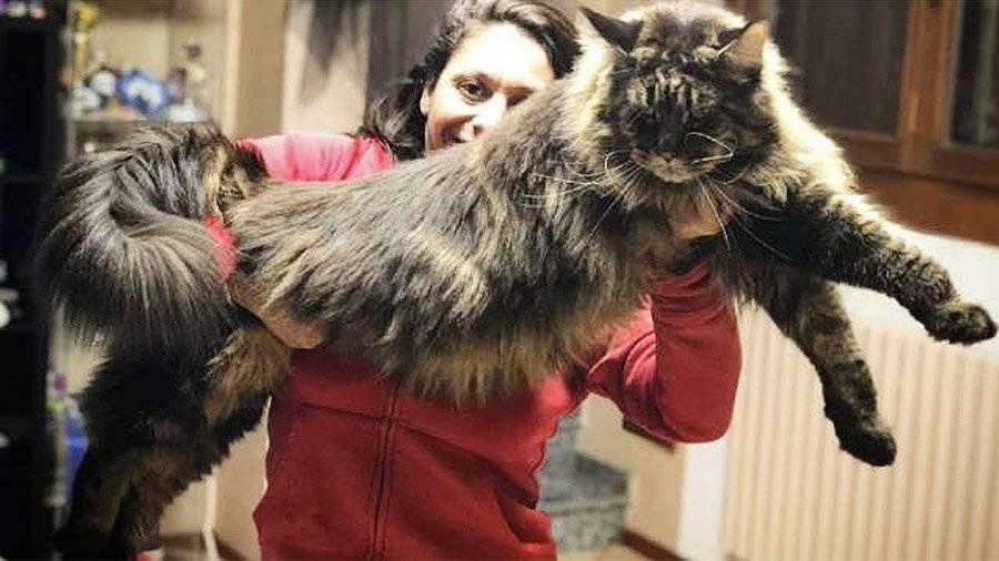 Pin on Cat