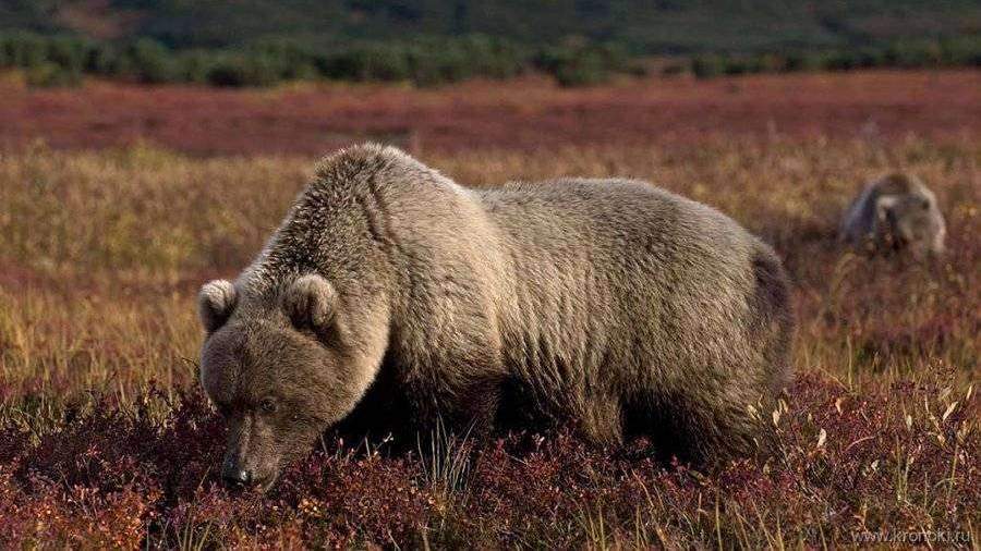 На Камчатке подготовили памятку о поведении при встрече с медведем
