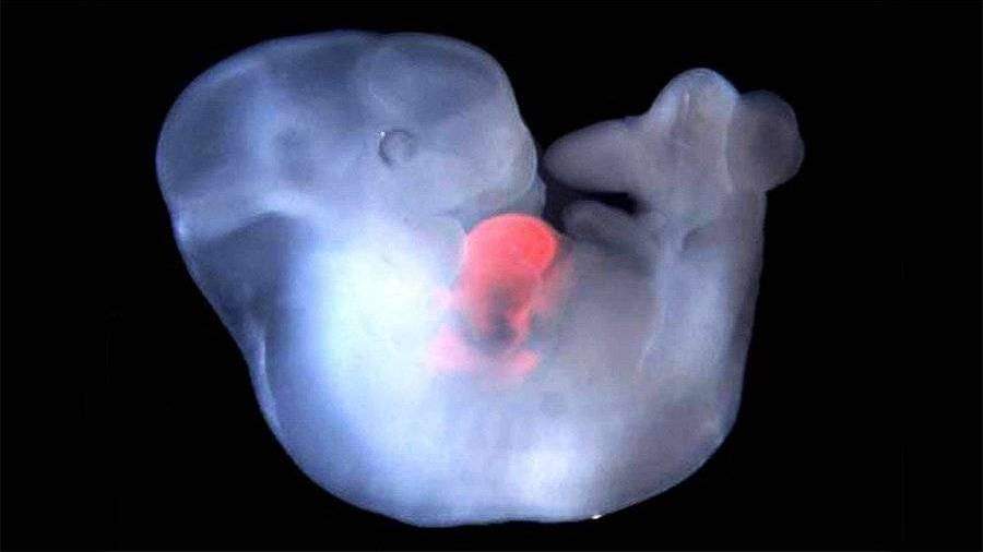 Ученые создали эмбрион-химеру из клеток человека и обезьяны
