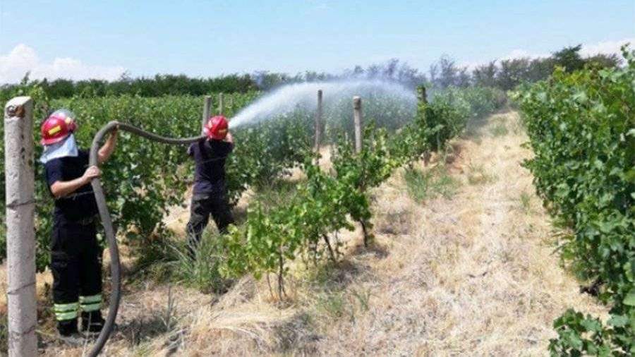 Грузия Телави виноградники