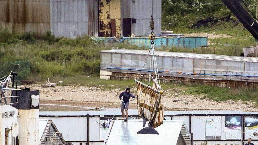 Последнюю группу косаток из «китовой тюрьмы» выпустили в море 