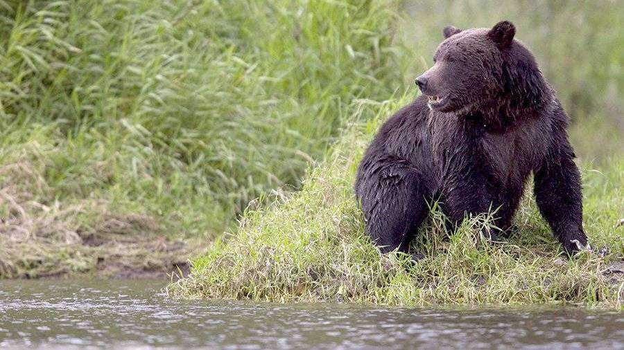 Медведь в соннике Ванги