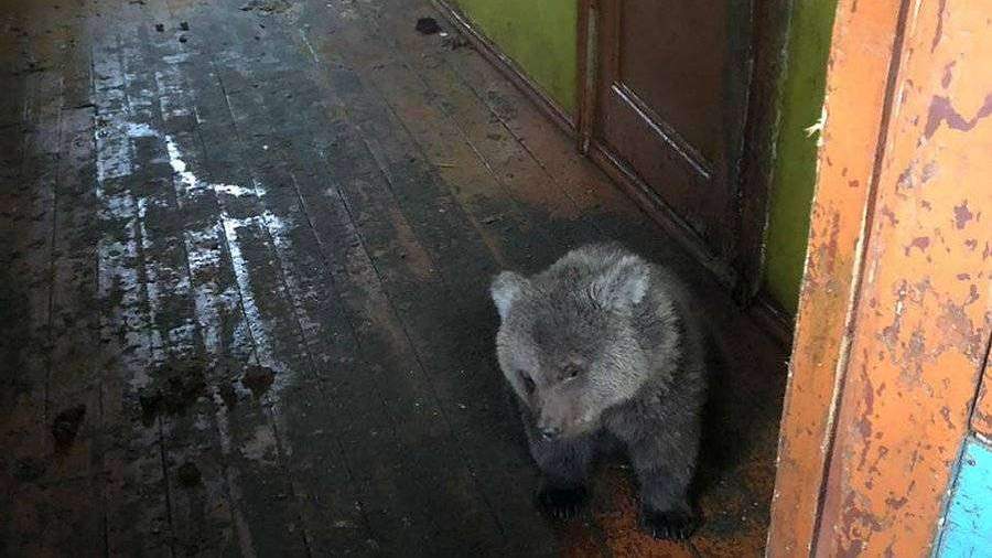 Мурманские полицейские нашли истощенного медвежонка
