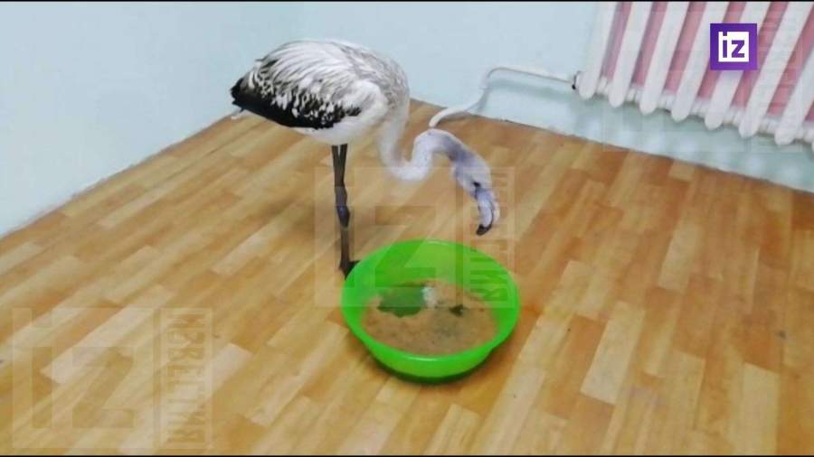 Жители Якутии нашли фламинго на местном озере