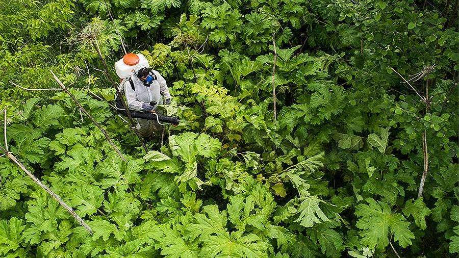 Эксперты высказались против штрафов за борщевик на дачных участках