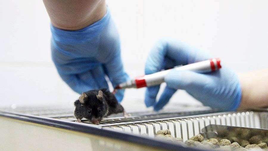 Мышей для испытания вакцины от COVID-19 продают по цене до $3 тыс. за штуку
