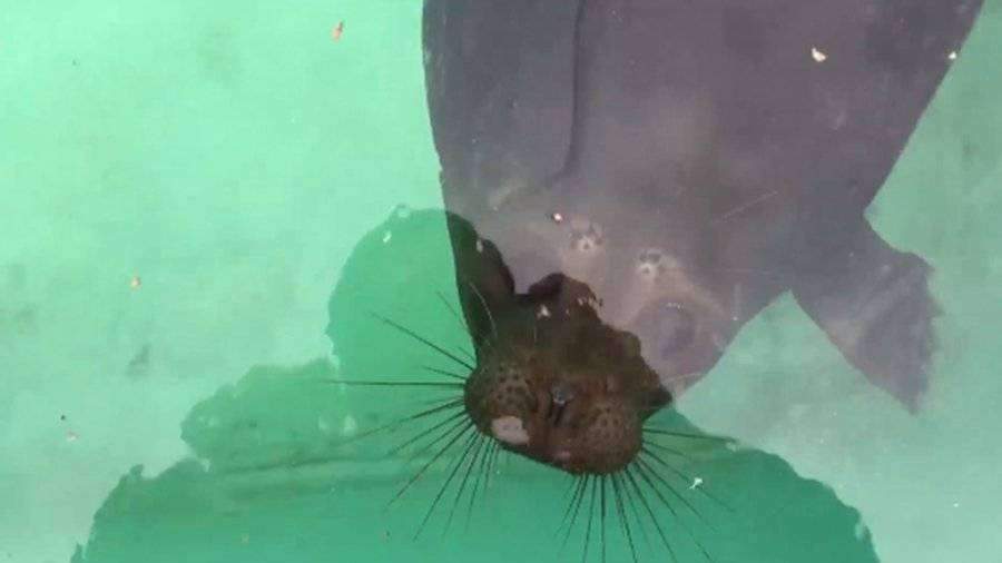 Тюлень Крошик на видео показал последствия выхода на тонкий лед
