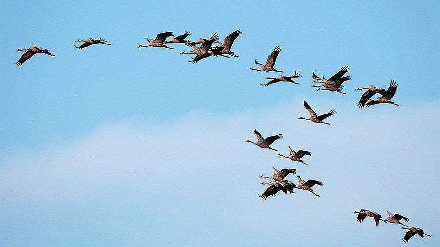 Перелетные птицы начали возвращаться в Подмосковье раньше обычного
