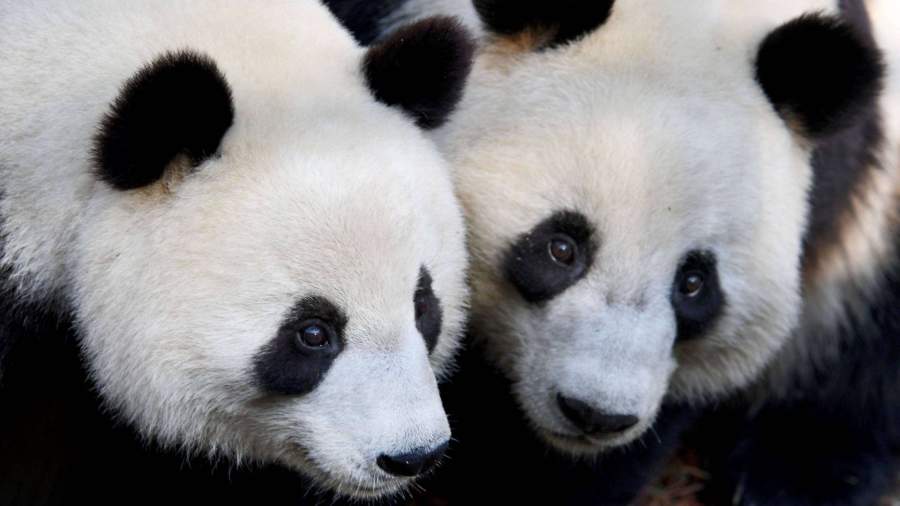 Ученые сообщили о более долгой жизни самок большинства млекопитающих
