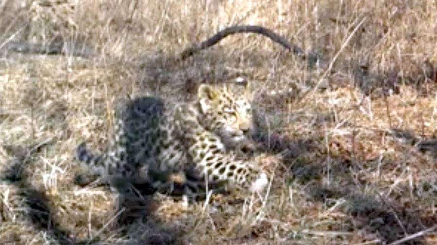 Фотоловушка сняла спасающегося от пожара котенка леопарда в Приморье