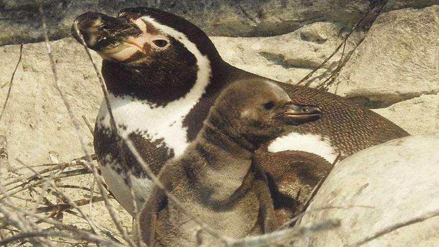Птенцы пингвинов Гумбольдта родились в Московском зоопарке
